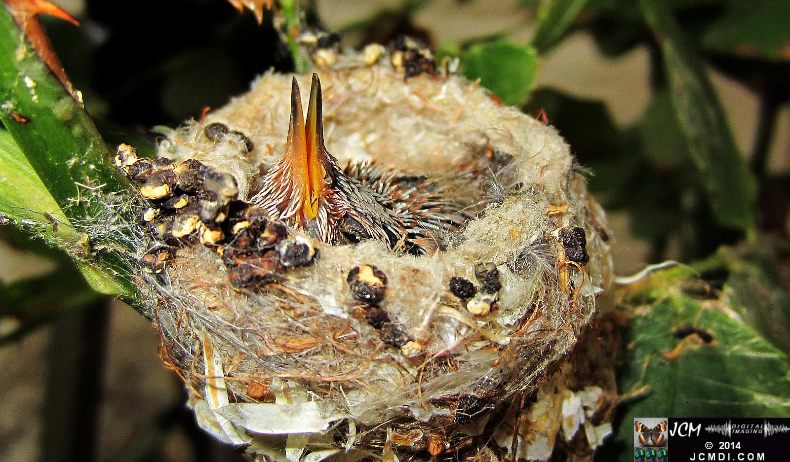 Allens Hummingbird Chick in Nest